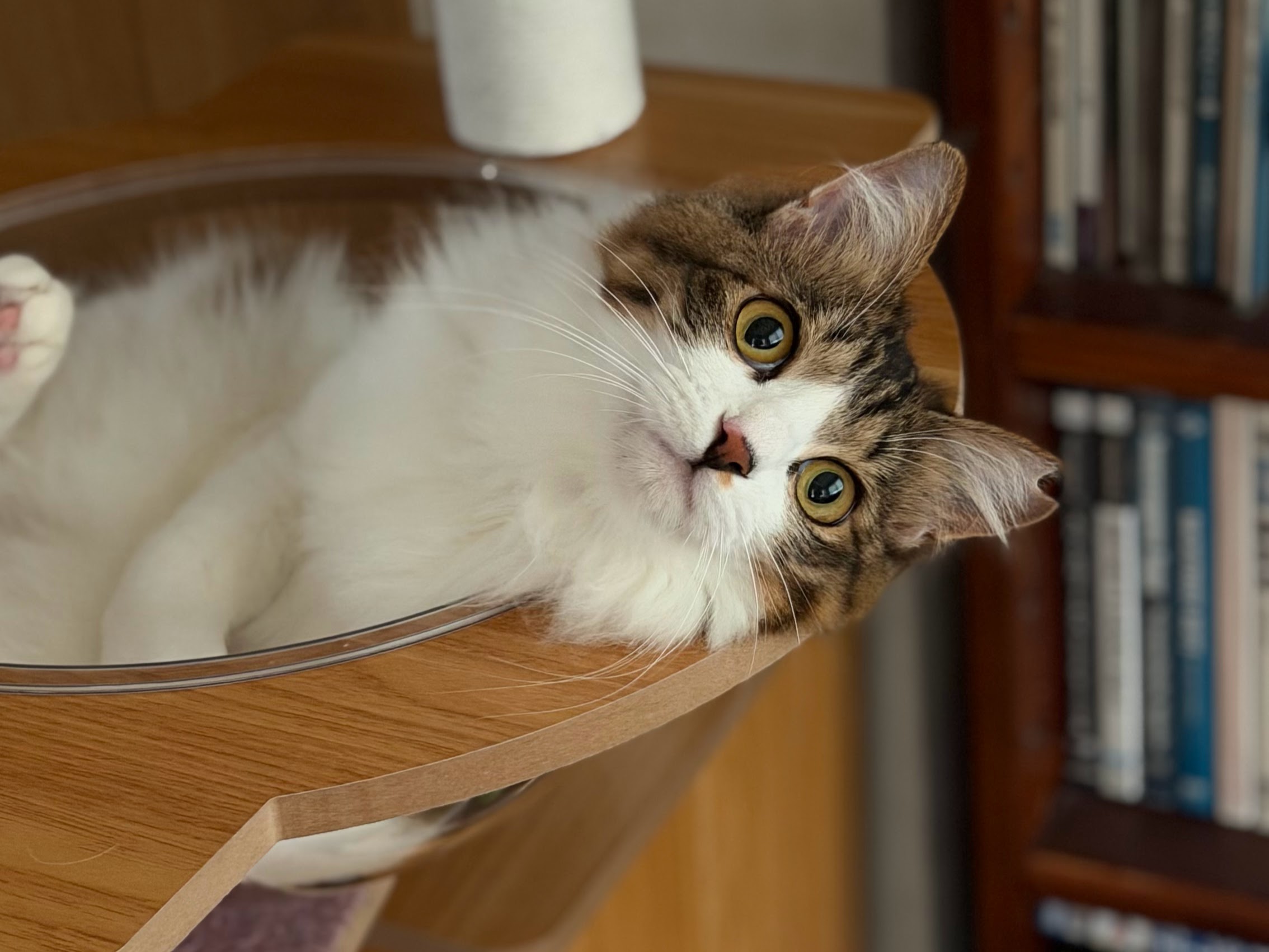 ご自宅でくつろぐ猫
