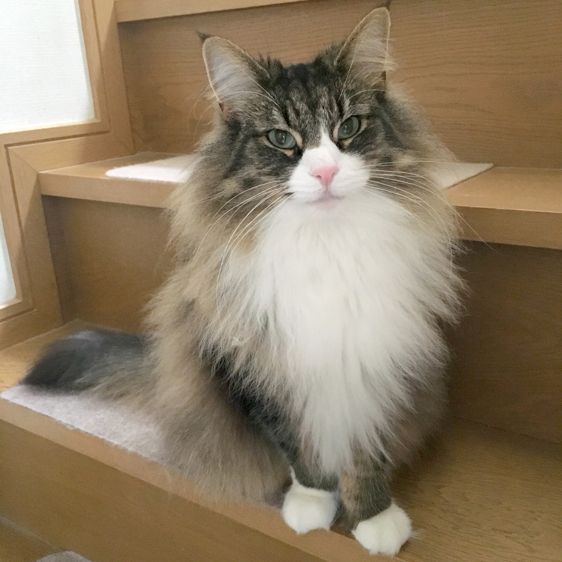 階段で穏やかに過ごす猫のメイ