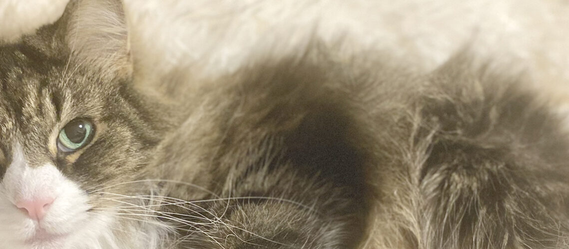 ねこのシッター