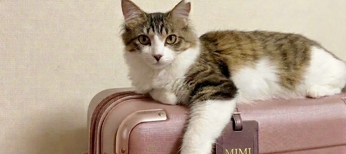 ねこと旅行用スーツケースの画像