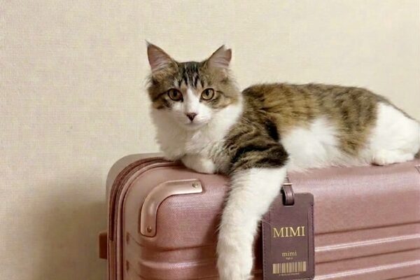 ねこと旅行用スーツケースの画像