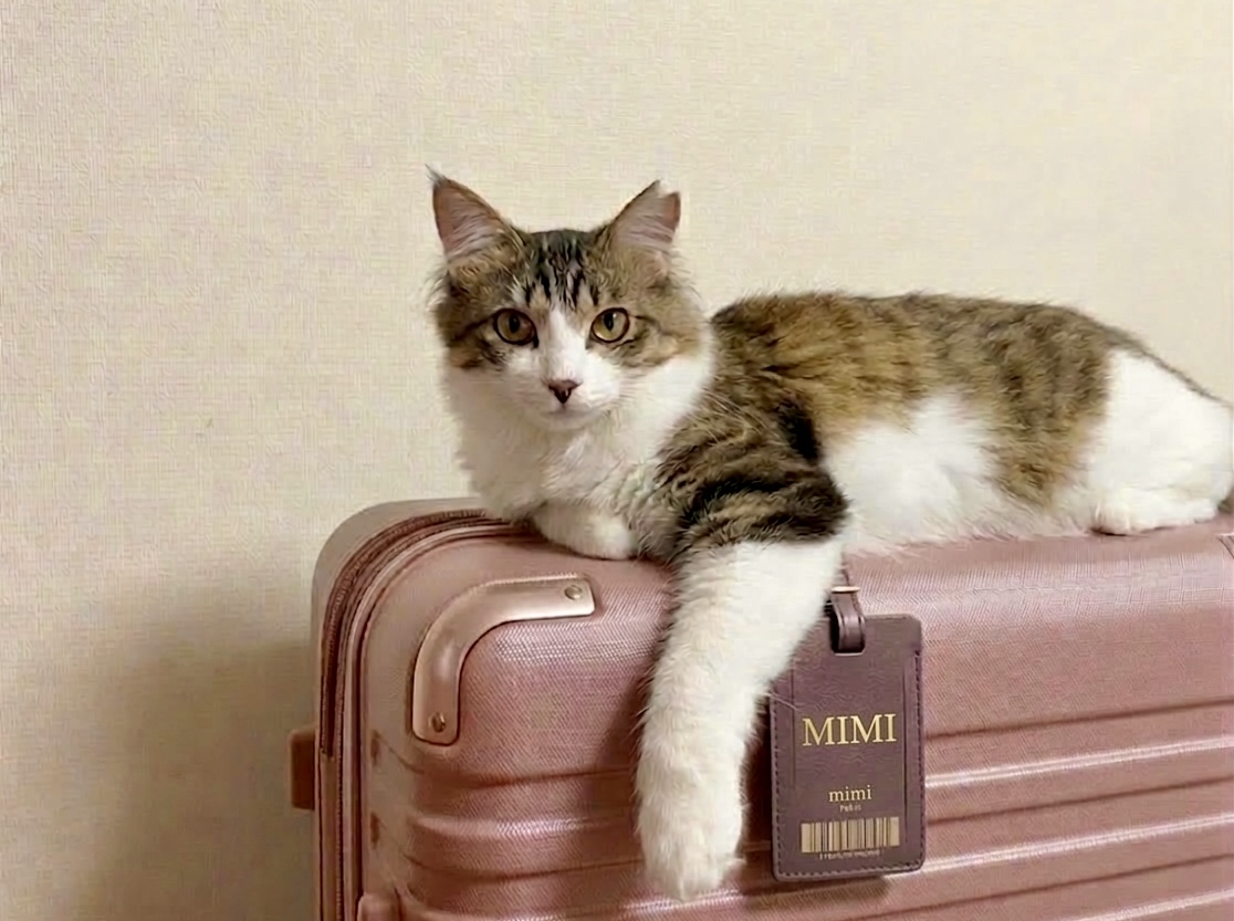 猫のお世話を中心に訪問するペットシッターらむ